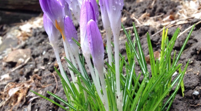 A happy and beautiful Crocus!